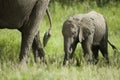 Baby elephant and his mother Royalty Free Stock Photo