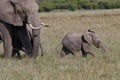 Baby elephant with his mother elephant walking on the African savannah Royalty Free Stock Photo