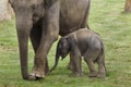 Baby elephant with his mother Royalty Free Stock Photo