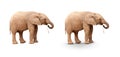 Baby Elephant Isolated On White With and Without A Shadow or a Transparent PNG if you wish. Royalty Free Stock Photo