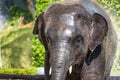 Elephant taking shower under hot sun Royalty Free Stock Photo