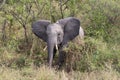 Baby elephant in Krugerpark South Africa Royalty Free Stock Photo