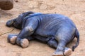 A baby elephant is laying on the ground Royalty Free Stock Photo