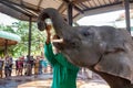 Baby elephant. A man in a green shirt feeds a baby elephant with milk