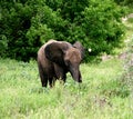 Baby Elephant, Mapungubwe, SouthAfrica, Limpopo, Wildlife Royalty Free Stock Photo