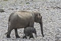 Baby elephant with mother on the bank of river Royalty Free Stock Photo