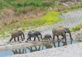 Baby elephant with mother and other siblings