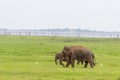 Baby elephant with mother and savanna birds on a green field relaxing. Concept of animal care, travel and wildlife observation Royalty Free Stock Photo