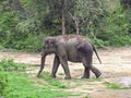 Wild elephant in Sri Lanka Royalty Free Stock Photo