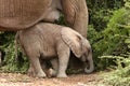 Baby Elephant Nap Royalty Free Stock Photo