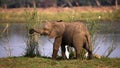 Baby Elephant near the Zambezi River. Zambia. Lower Zambezi National Park. Zambezi River. Royalty Free Stock Photo
