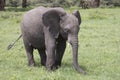 Baby elephant, Ngorongoro Crater, Tanzania Royalty Free Stock Photo