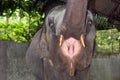 Baby elephant opened his mouth and asks for food Royalty Free Stock Photo