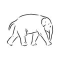 Baby elephant in outline style isolated on white background, vector illustration Royalty Free Stock Photo