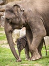 Baby elephant in the park with mum