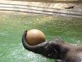 Baby elephant playing Royalty Free Stock Photo