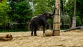 Baby elephant playing with a ball Royalty Free Stock Photo