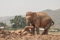 Baby elephant playing with its mother in the mud Royalty Free Stock Photo