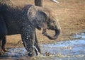 Baby elephant playing in the water Royalty Free Stock Photo