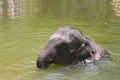 Baby elephant swimming in lake water Royalty Free Stock Photo
