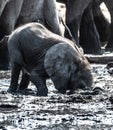 Baby elephant playing Royalty Free Stock Photo