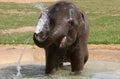 Baby Elephant playing in Zoo Royalty Free Stock Photo