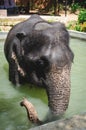 Baby elephant in pool for bathing Royalty Free Stock Photo