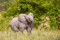 Baby Elephant posturing and mock charging