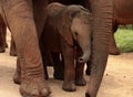 A baby elephant protected by her mother Royalty Free Stock Photo