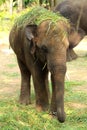 A Baby Elephant put grass on head Royalty Free Stock Photo