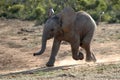 Baby Elephant Running Royalty Free Stock Photo
