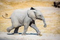 Baby elephant running sideways