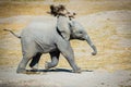 Baby elephant running sideways