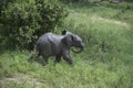 Baby elephant running to try and catch up with mother and elephant herd in Tanzania, Africa Royalty Free Stock Photo