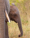 A Baby Elephant with itÃÂ´s mother