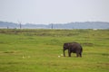 Baby elephant and savanna birds on a green field relaxing. Concept of animal care, travel and wildlife observation Royalty Free Stock Photo