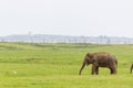 Baby elephant and savanna birds on a green field relaxing. Concept of animal care, travel and wildlife observation Royalty Free Stock Photo