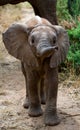 Baby elephant in the savannah. Close-up. Africa. Kenya. Tanzania. Serengeti. Maasai Mara. Royalty Free Stock Photo