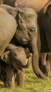 Baby elephant say Hi