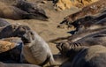 Baby Elephant Seal looking worried Royalty Free Stock Photo