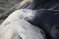 Baby Elephant Seal Pup Rests Chin on Mother in Close Up Profile Royalty Free Stock Photo