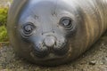 Baby Elephant Seal in South Georgia Royalty Free Stock Photo