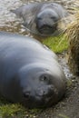 Baby Elephant Seals in South Georgia