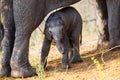 Baby elephant seeks protection from mother