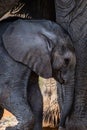 Baby elephant seeks protection from mother