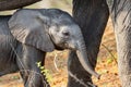 Baby elephant seeks protection from mother