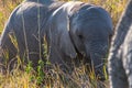 Baby elephant in Serengeti National Park, Tanzania. Travel and safari concept Royalty Free Stock Photo