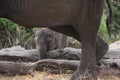 Baby elephant shelters under his mum