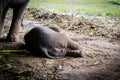 the baby elephant sleeping on the ground Royalty Free Stock Photo