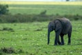 Baby elephant smiling in masai mara, kenya, africa. Royalty Free Stock Photo